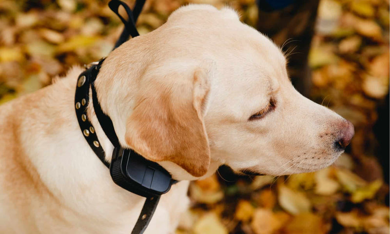 Rechargeable Bark  Control Collar